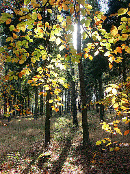 Mittagsschatten im Wald unter dem Malý Stožec (Kleiner Schöber).