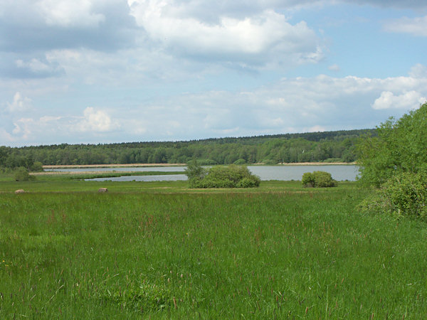 The pond Velký rybník near Rybniště.