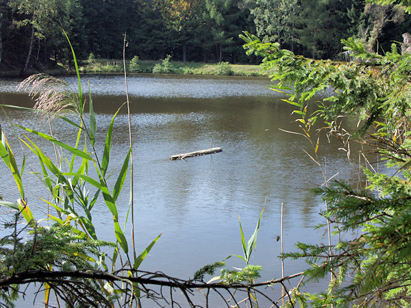 A log swimming on the surface of the pond Malý Jedlovský rybník.
