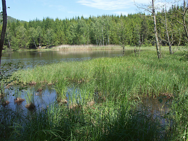 On the beach of the pond Velký Jedlovský rybník.