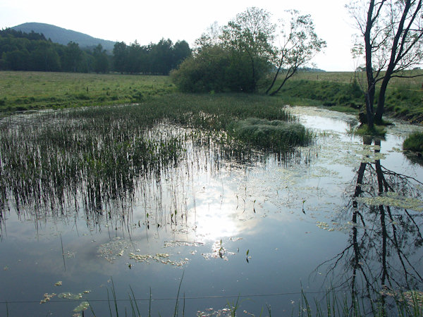 The pond in the meadows near of Kunratice.
