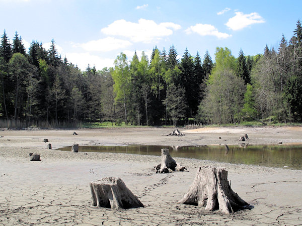 Stumps on the bottom of the pond Velký Jedlovský rybník.