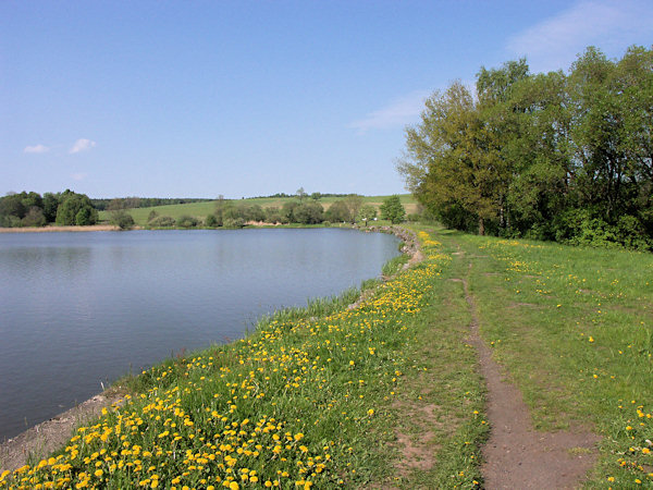 The flowering dam of the Velký rybník.