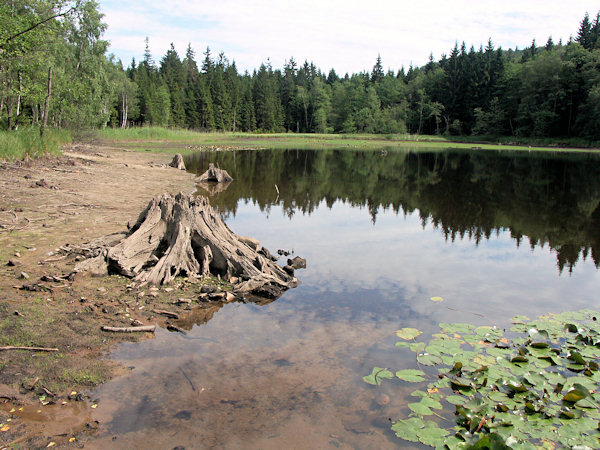 The partially emptied Velký Jedlovský rybník.