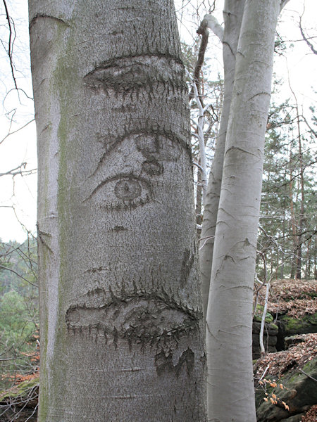 Beeches also can have eyes.