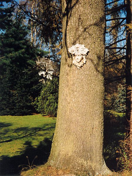 A larch nymph from Dolní Světlá.