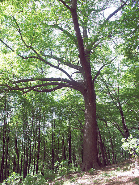 A lime tree in a small wood above Chřibská.