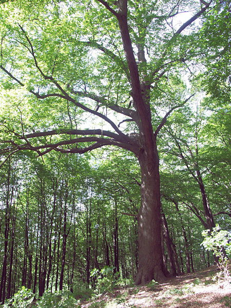 Eine Linde im Wäldchen oberhalb von Chřibská (Kreibitz).