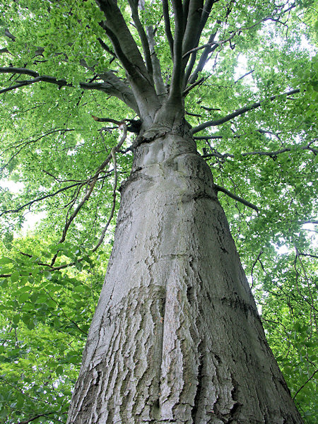 The king of beeches unter the Spravedlnost hill.