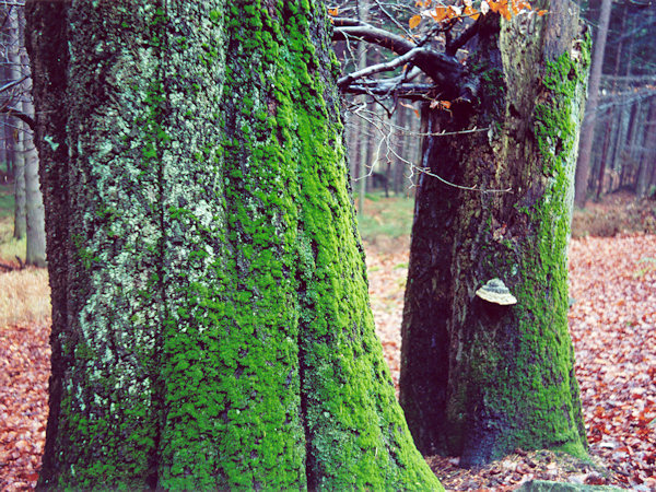 Under the Milštejn-spring.