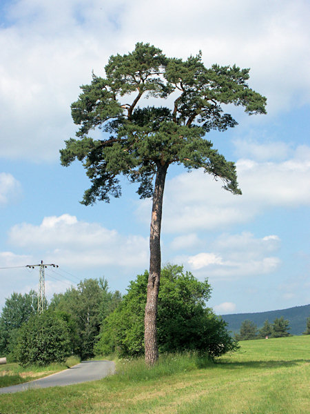 The noteworthy pine tree near Mařenice.
