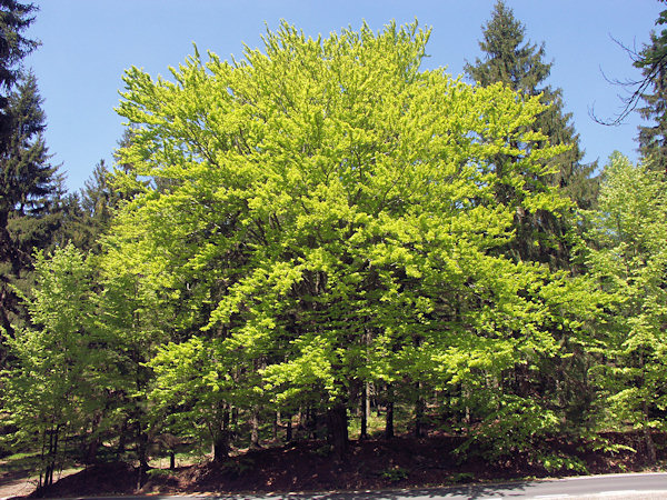 A beech in its spring shirt.