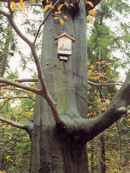 Die Kaufmannsbuche.