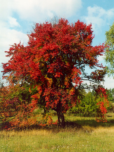 An ordinary wild pear tree.