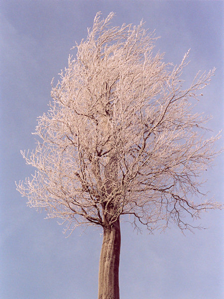 A handsome tree on the Konopáč hill.