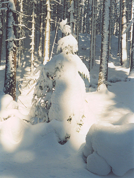 Winterkönigin.