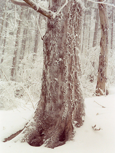 Winter am Ortel-Berg.