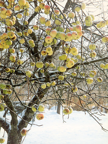 Winterliche Bescherung.