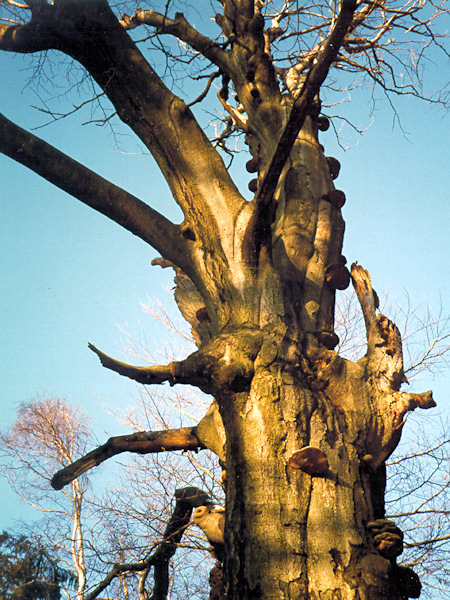 The protected beech near of the Milštejn ruin.