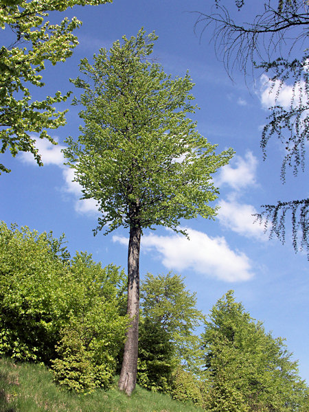 Eine Buche auf dem Konopáč-Berg (Hanfkuchen).