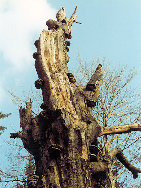 The end of the famous beech near of the Milštejn ruin.