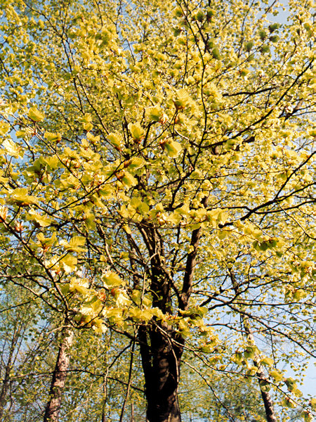 Merry spring under new leaves.