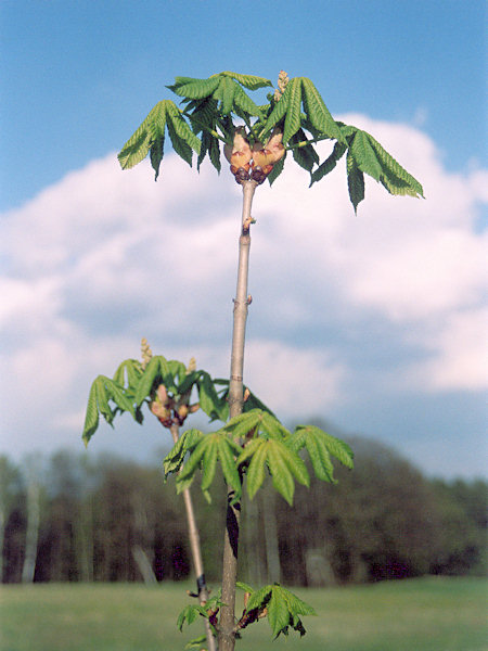 Frühlingserwachen.