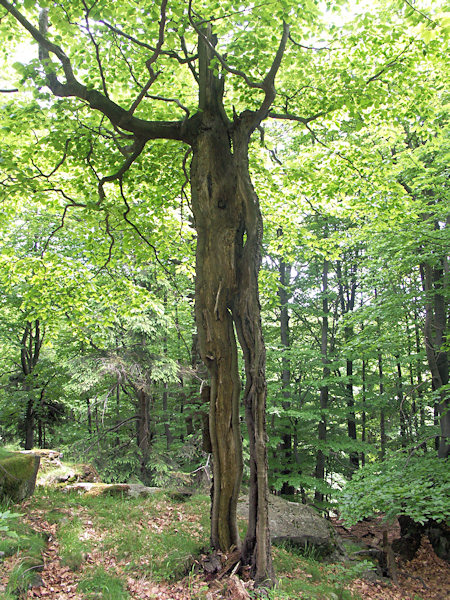 A living torso of a beech at the Pěnkavčí vrch.