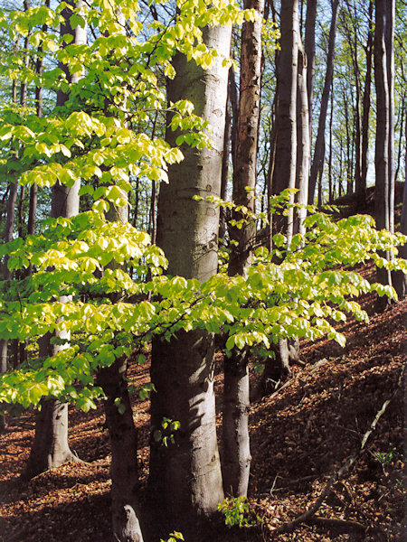 Buche in Seide.