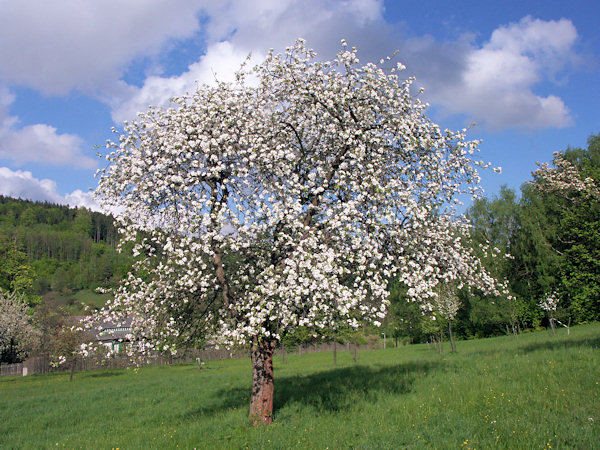 Blühender Apfelbaum in Rousínov (Morgentau).