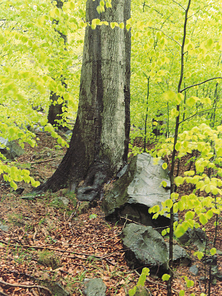 Im Regen unter dem Malý Stožec-Berg.