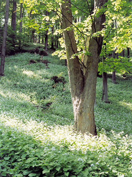 Frühling in Líska.