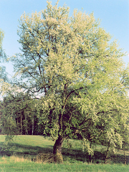 Starší nevěsta.