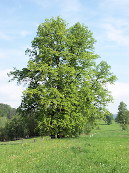 Near Mařeničky village.