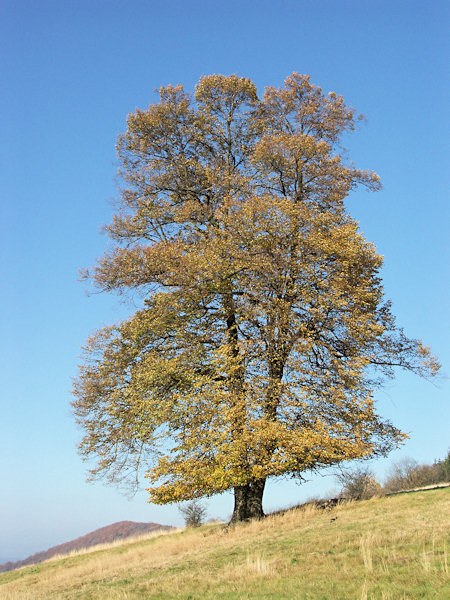 Herbst unter dem Střední vrch.