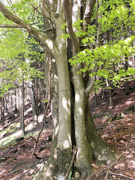 A family of beeches under the Čertova pláň hill.