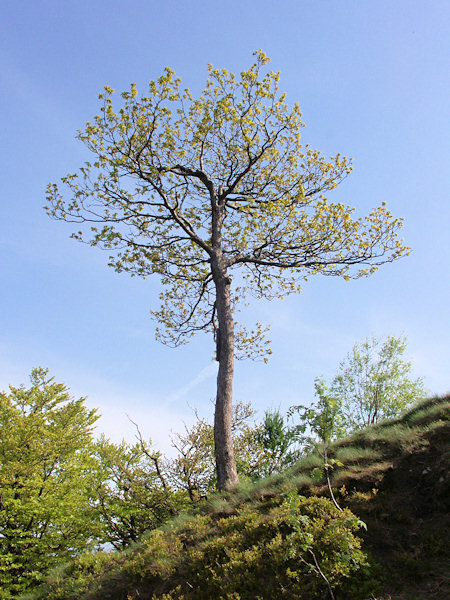 A windswept Oak on the top of Klíč.