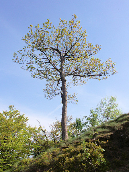 Windgepeitschte Eiche auf dem Gipfel des Klíč (Kleis).