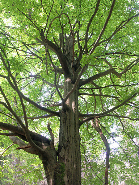 Beech tree below Rousínovský vrch-hill.