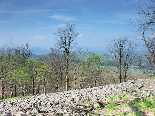 The borders of the debris fields here and there are flanked by tall-trunk trees.