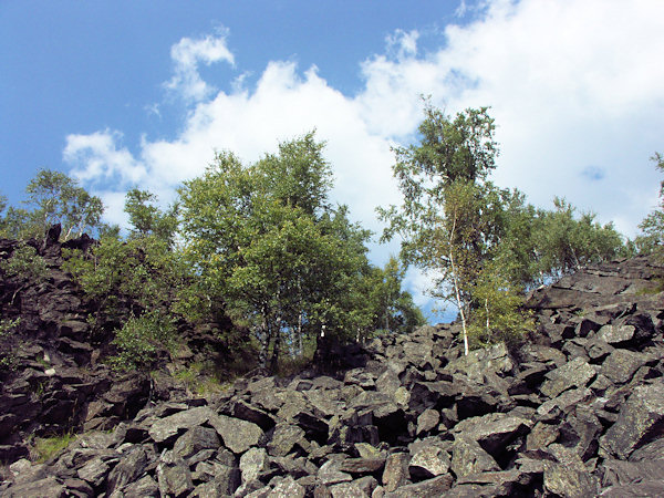 The debris fields of the Malý Stožec hill are on places overgrown with beeches and birches.