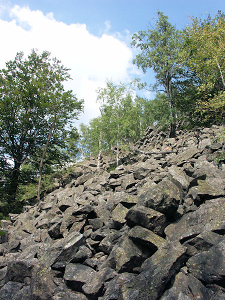 Den Südwestabhang des Malý Stožec bedecken Phonolith-Schutthalden, die an machen Stellen in lichte Schuttwälder übergehen.