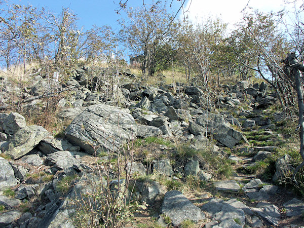 A till now used old path to the southern peak od Hvozd hill climbs over a debris field overgrown by open wood.