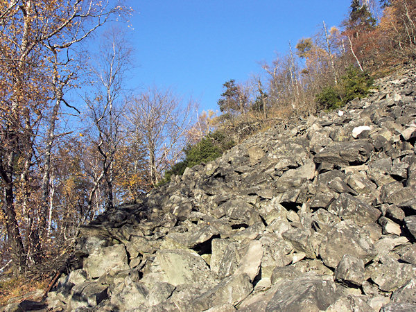 The edge of the debris field on the Klíč hill is overgrown by an open forest.