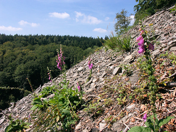 Foxgloves in the wood under the Klíč-hill.
