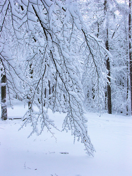 Fallen snow.