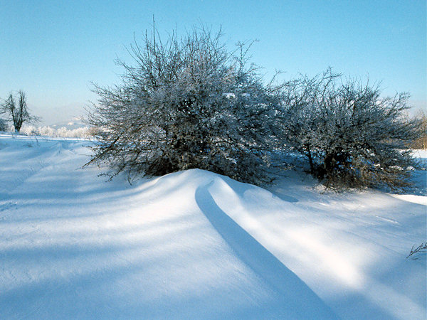 Shrubs on the Polevský vrch-hill.