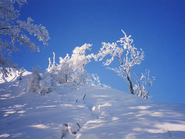 Trees on the slope below the peak of the Klíč-hill.