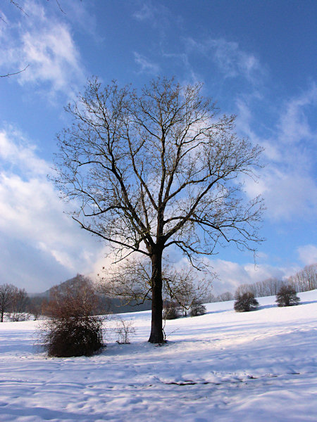 Winter rest.