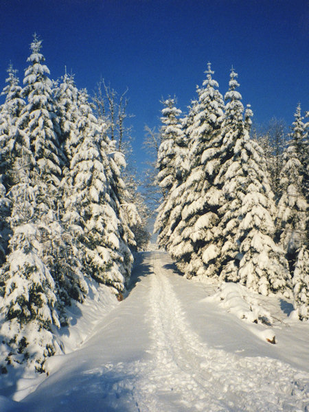 Snow-covered path between Svor and Kytlice in the woods on the slope of Malý Buk hill.
